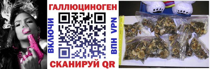 Галлюциногенные грибы Cubensis  цены   Кологрив 